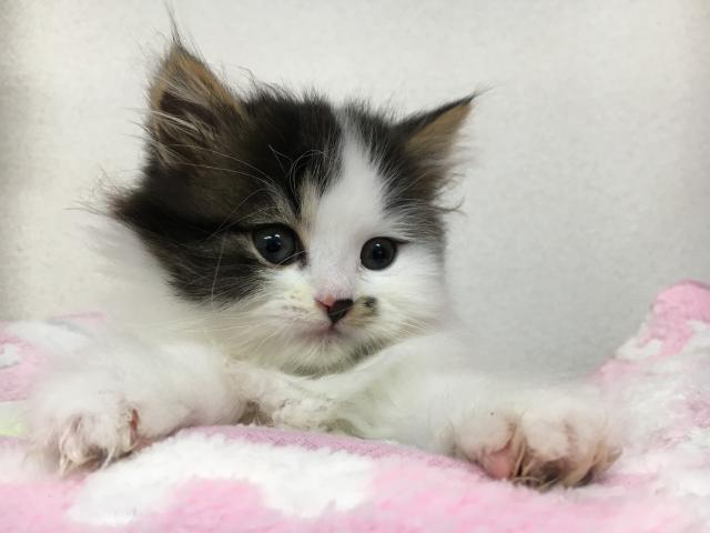 スコティッシュフォールド