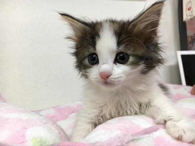 ノルウェージャンフォレストキャット