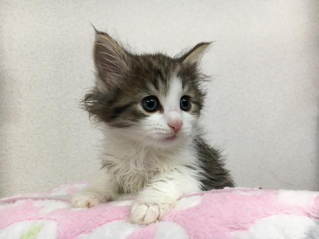 ノルウェージャンフォレストキャット