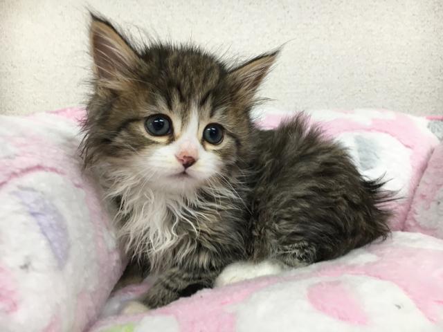 ノルウェージャンフォレストキャット