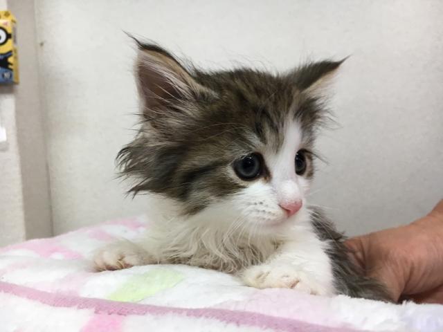 ノルウェージャンフォレストキャット