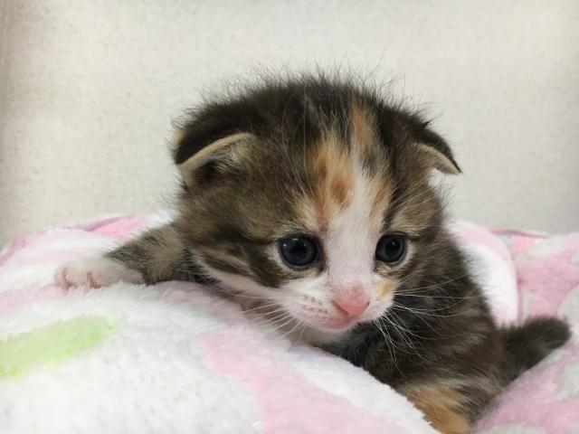 スコティッシュフォールド