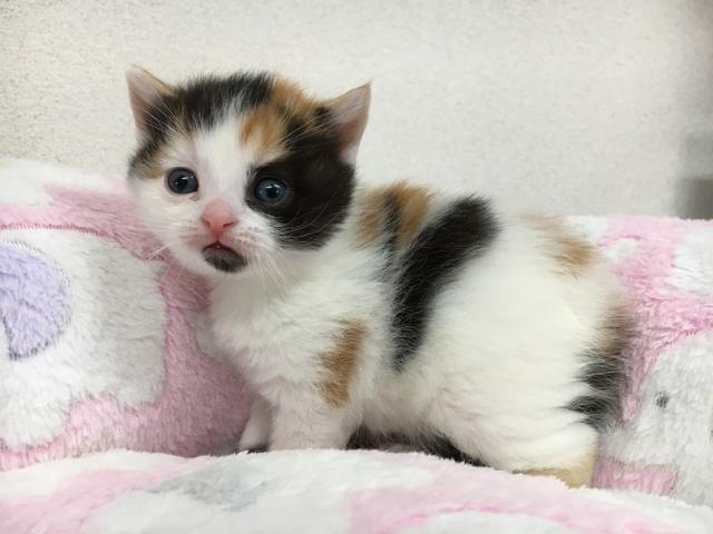 スコティッシュフォールド