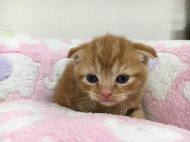 スコティッシュフォールド