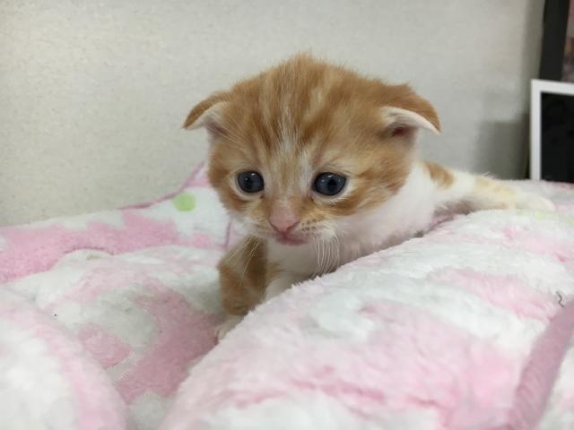 スコティッシュフォールド