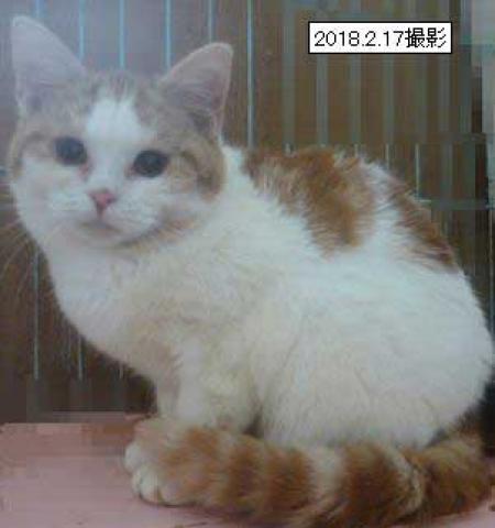 スコティッシュフォールド