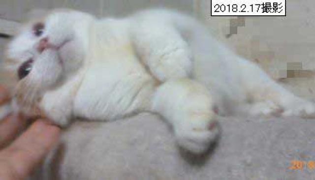 スコティッシュフォールド