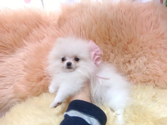 ポメラニアン