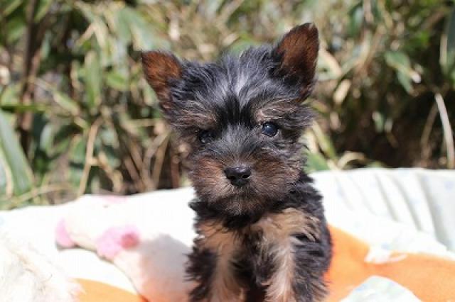 ヨークシャーテリア