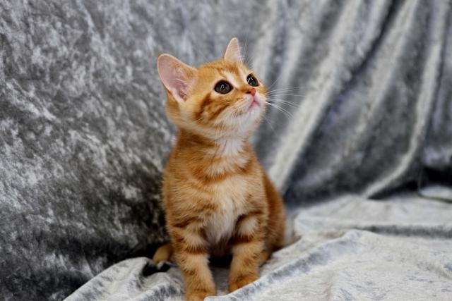 アメリカンショートヘアー