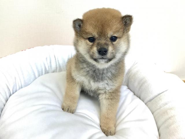柴犬