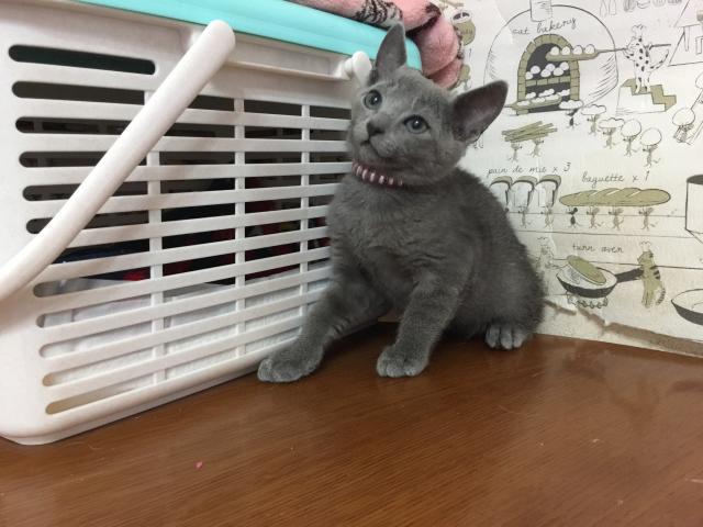 ロシアンブルー