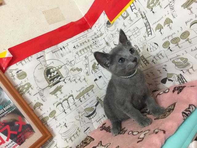 ロシアンブルー