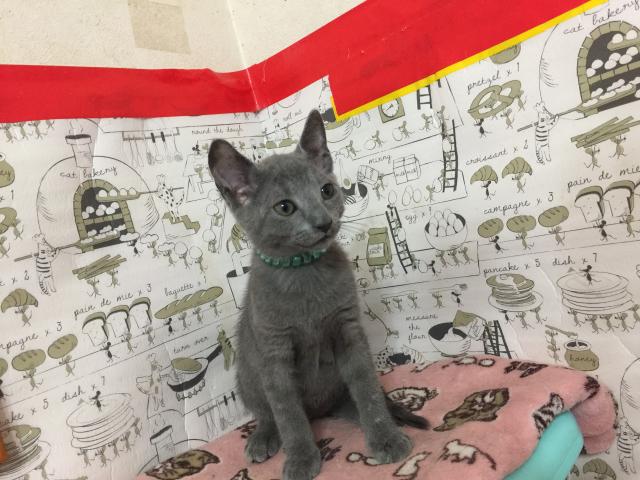 ロシアンブルー