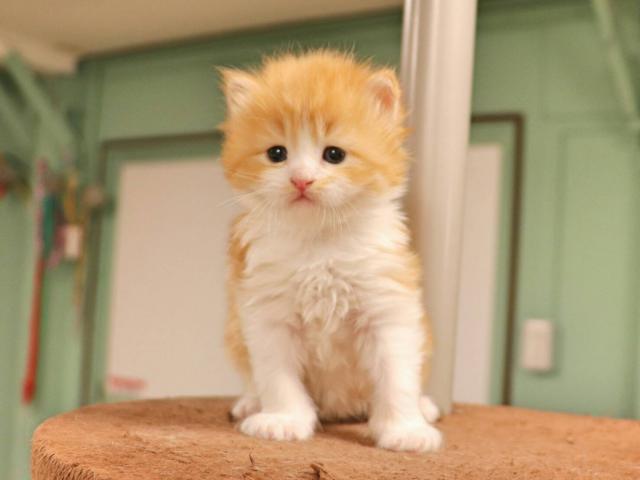 マンチカン