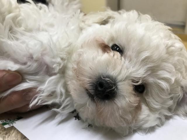 トイプードル