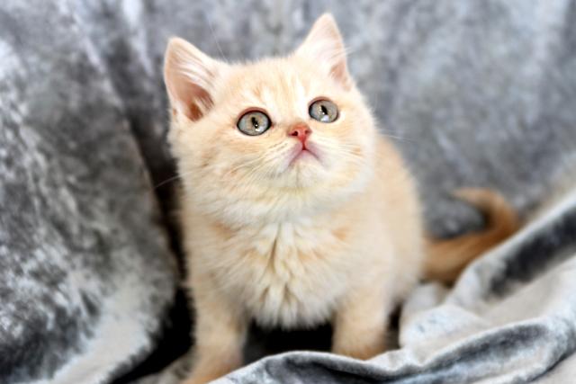 ブリティッシュショートヘア