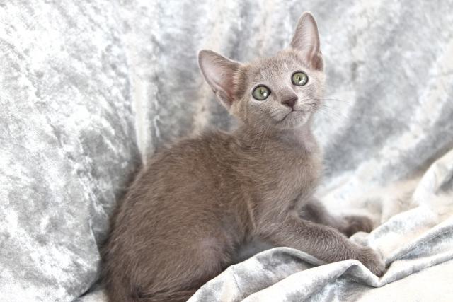 ロシアンブルー