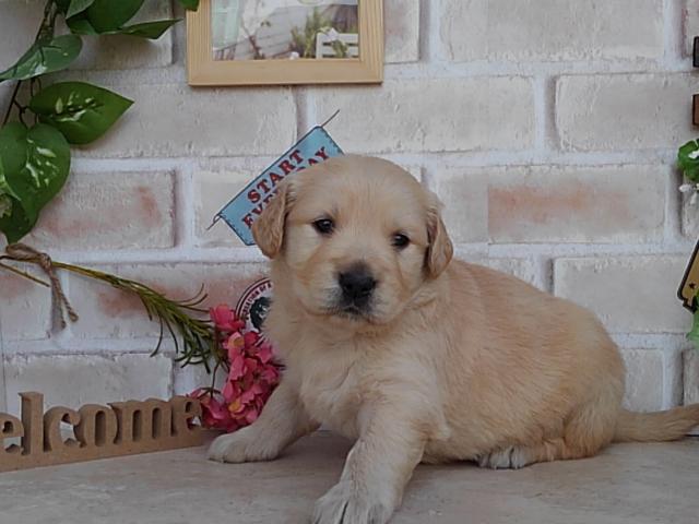 ゴールデンレトリーバー