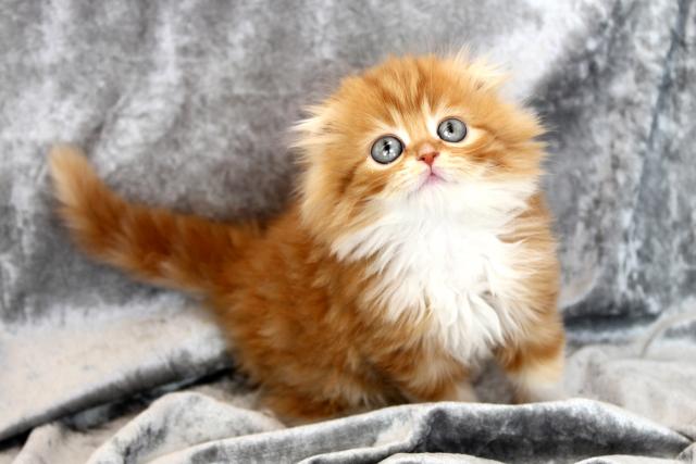 スコティッシュフォールド