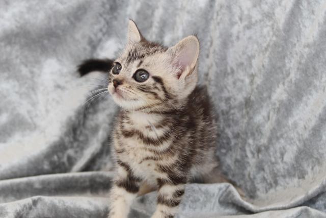 アメリカンショートヘアー