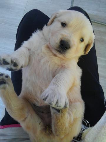 ゴールデンレトリーバー