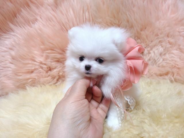 ポメラニアン
