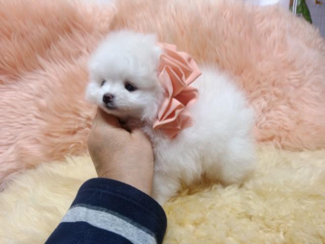 ポメラニアン