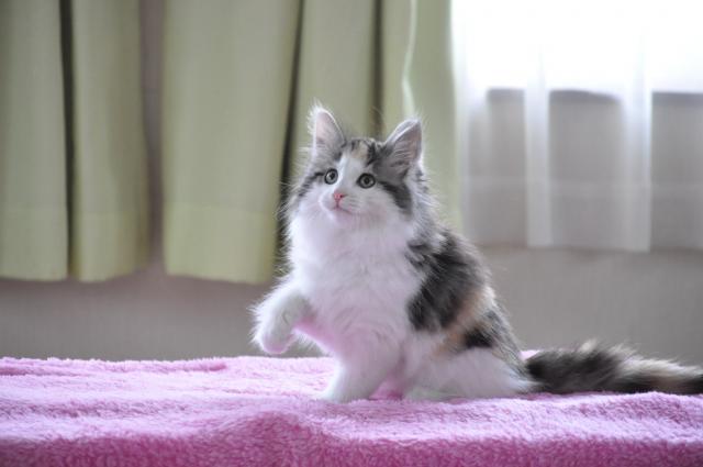 ノルウェージャンフォレストキャットノルウェージャン・フォレストキャット