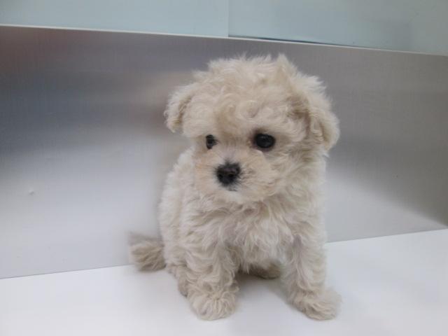Mix 雑種 ティーカッププードルxマルチーズ 子犬や子猫たちのペット販売情報が満載 ペットステーション Mix 雑種 ティーカッププードルxマルチーズ 子犬や子猫たちのペット販売情報が満載 ペットステーション