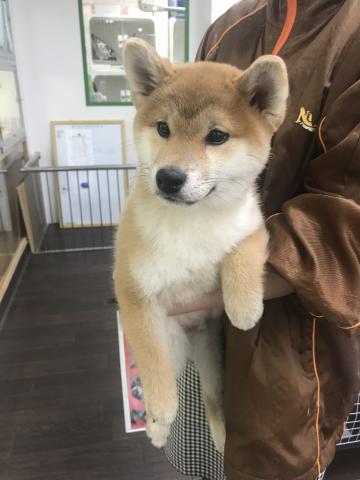 柴犬 ﾍﾟｯﾄｼｮｯﾌﾟうめだ 福山市南蔵王店 公式 子犬と子猫の専門店