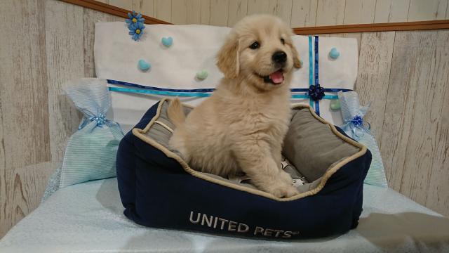 ゴールデンレトリーバー