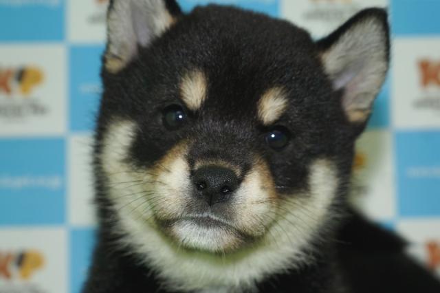 柴犬(18094)