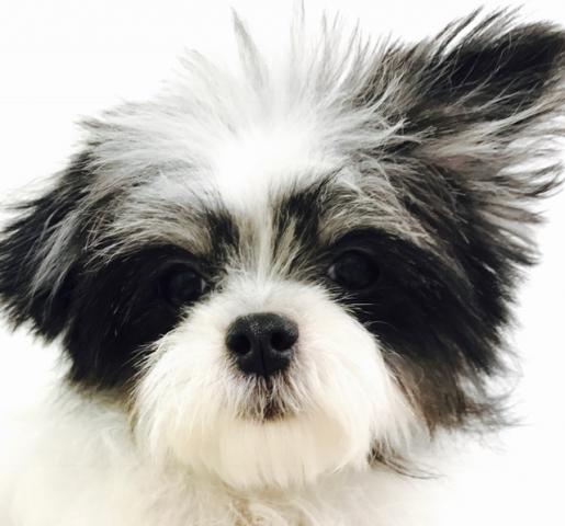 ペットプラザ船橋花輪インター店 千葉県 子犬や子猫たちのペット販売情報が満載 ペットステーション ペットプラザ船橋花輪インター店 千葉県 子犬や子猫たちのペット販売情報が満載 ペットステーション