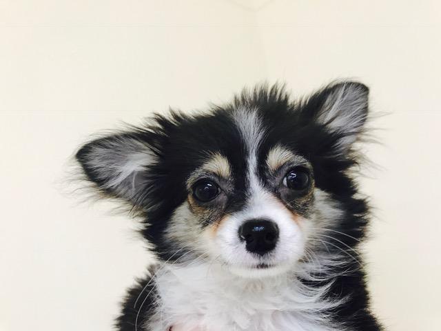 ペットプラザ船橋花輪インター店 千葉県 子犬や子猫たちのペット販売情報が満載 ペットステーション ペットプラザ船橋花輪インター店 千葉県 子犬や子猫たちのペット販売情報が満載 ペットステーション