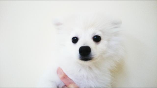 ペットプラザ船橋花輪インター店 千葉県 子犬や子猫たちのペット販売情報が満載 ペットステーション ペットプラザ船橋花輪インター店 千葉県 子犬や子猫たちのペット販売情報が満載 ペットステーション