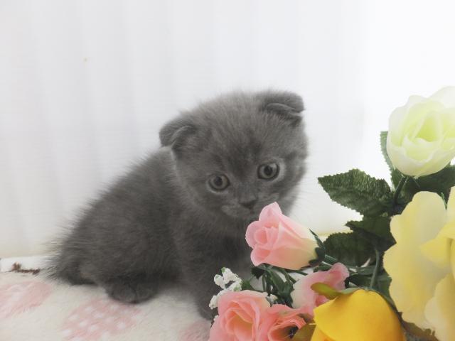 スコティッシュフォールド（折耳）