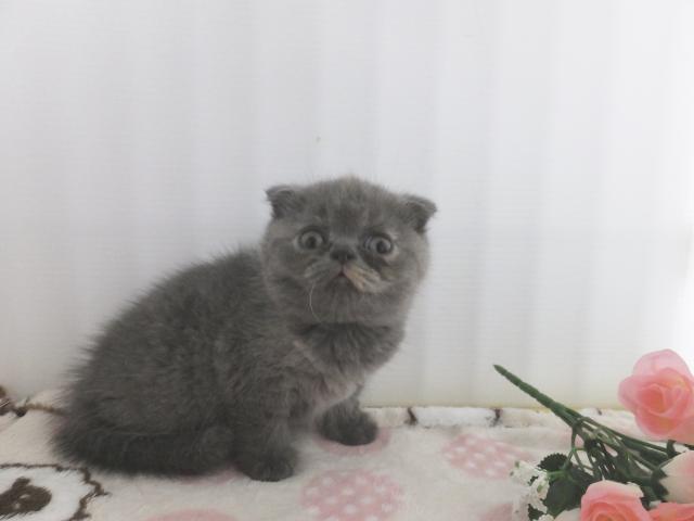 スコティッシュフォールド（折耳）