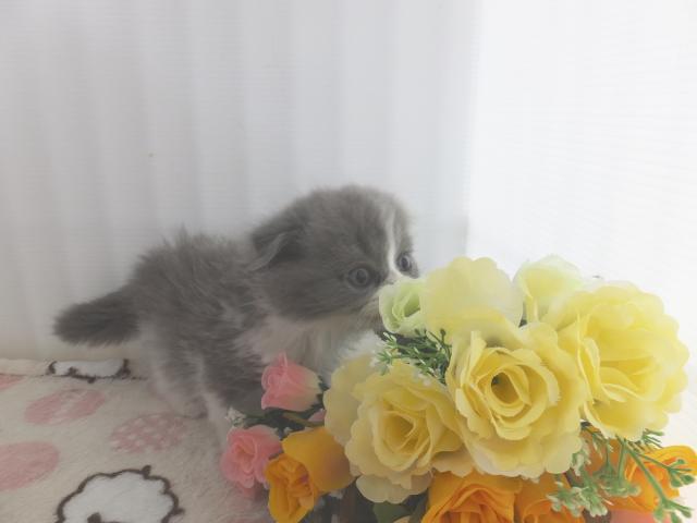 スコティッシュフォールド（折耳）