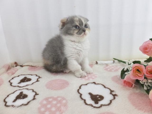 スコティッシュフォールド（折耳）