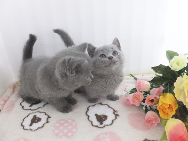 シャルトリュー(希少)