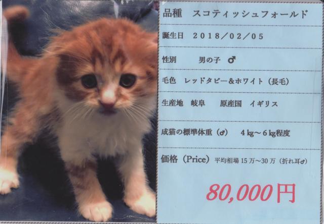 スコティッシュフォールド