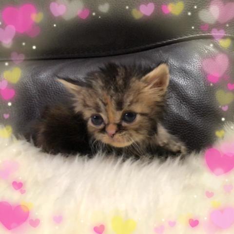 ミヌエット（旧ナポレオン）