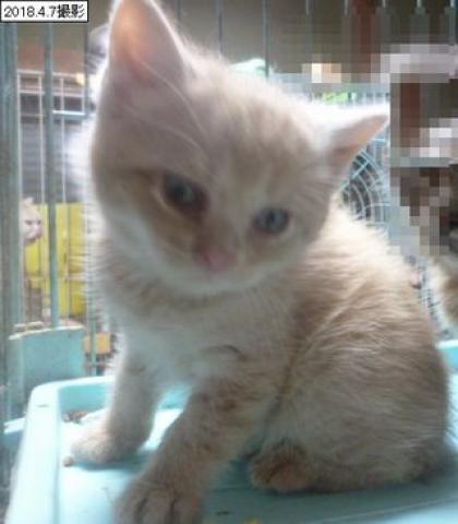 スコティッシュフォールド