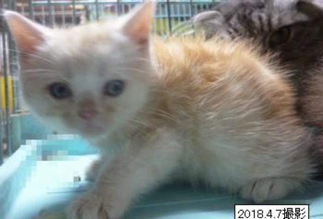 スコティッシュフォールド