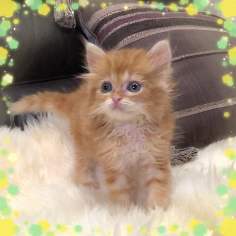 ミヌエット（旧ナポレオン）