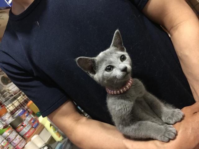 ロシアンブルー