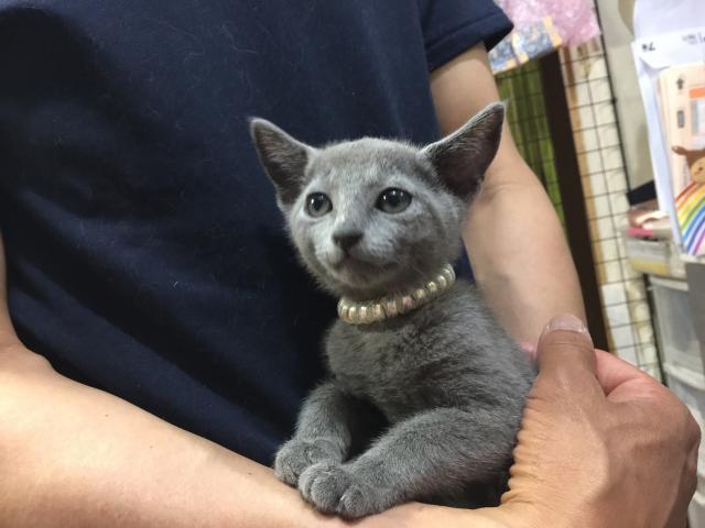ロシアンブルー