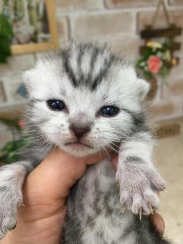 アメリカンショートヘアー