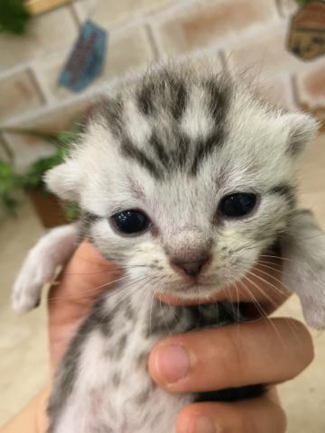 アメリカンショートヘアー